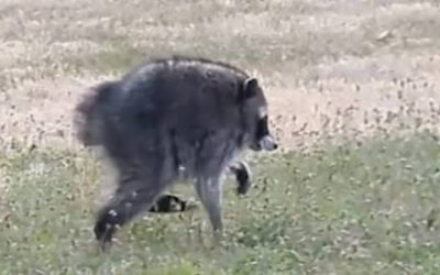 Meet Jimothy: The Internet Is Obsessed With This Raccoon Running Seattle